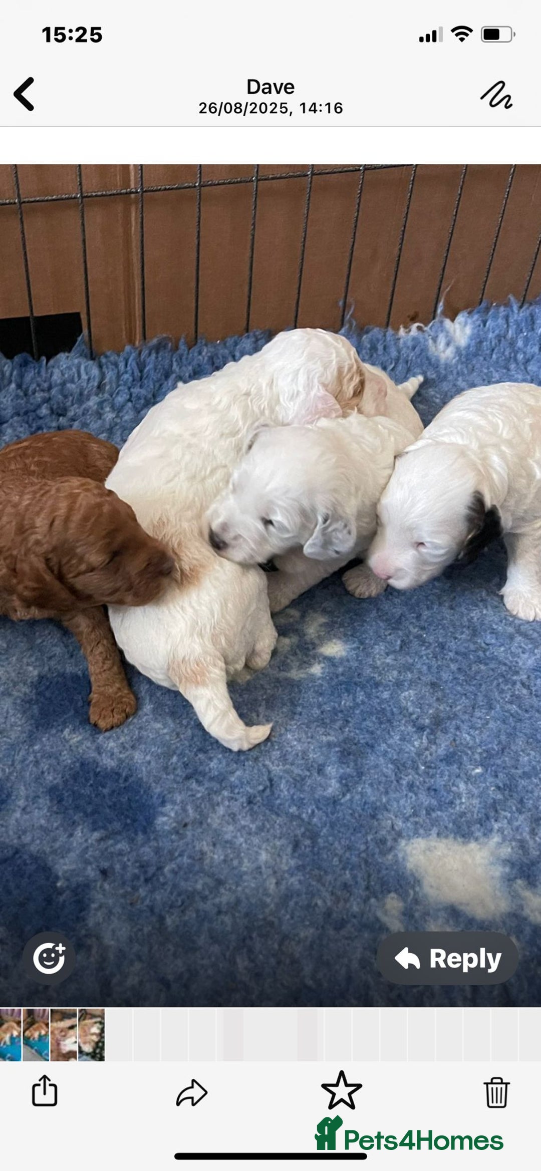Cockapoo dogs for sale: Cockapoo - Image 16