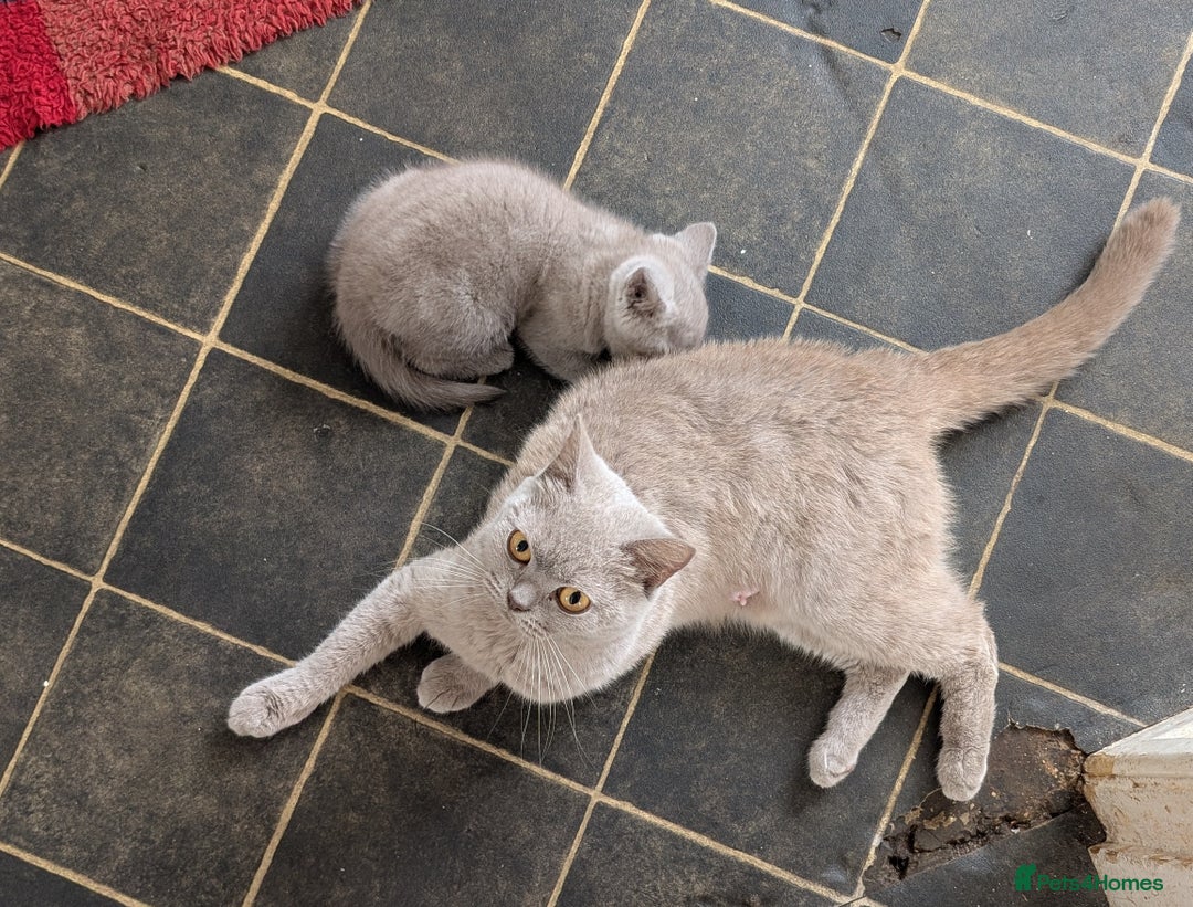 British Shorthair cats for sale: Beautiful female kitten  - Image 11