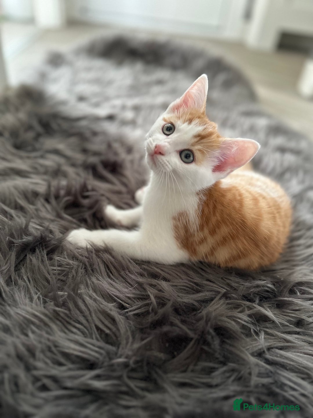Domestic Shorthair cats for sale: 4 domestic kittens  - Image 2
