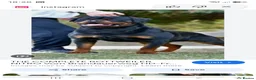 Rottweiler dogs for sale: German rottweiler  - Advert 2