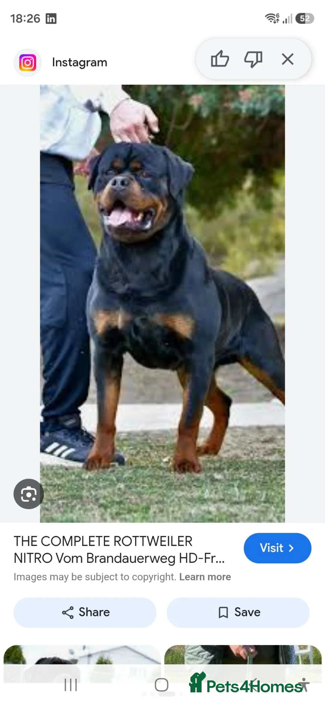 Rottweiler dogs for sale: German rottweiler  - Advert 2