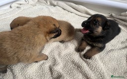 German Shepherd dogs for sale: BEAUTIFUL GERMAN SHEPHERD PUPPIES 😍 - Image 16