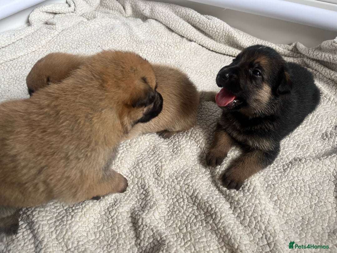 German Shepherd dogs for sale: BEAUTIFUL GERMAN SHEPHERD PUPPIES 😍 - Image 16