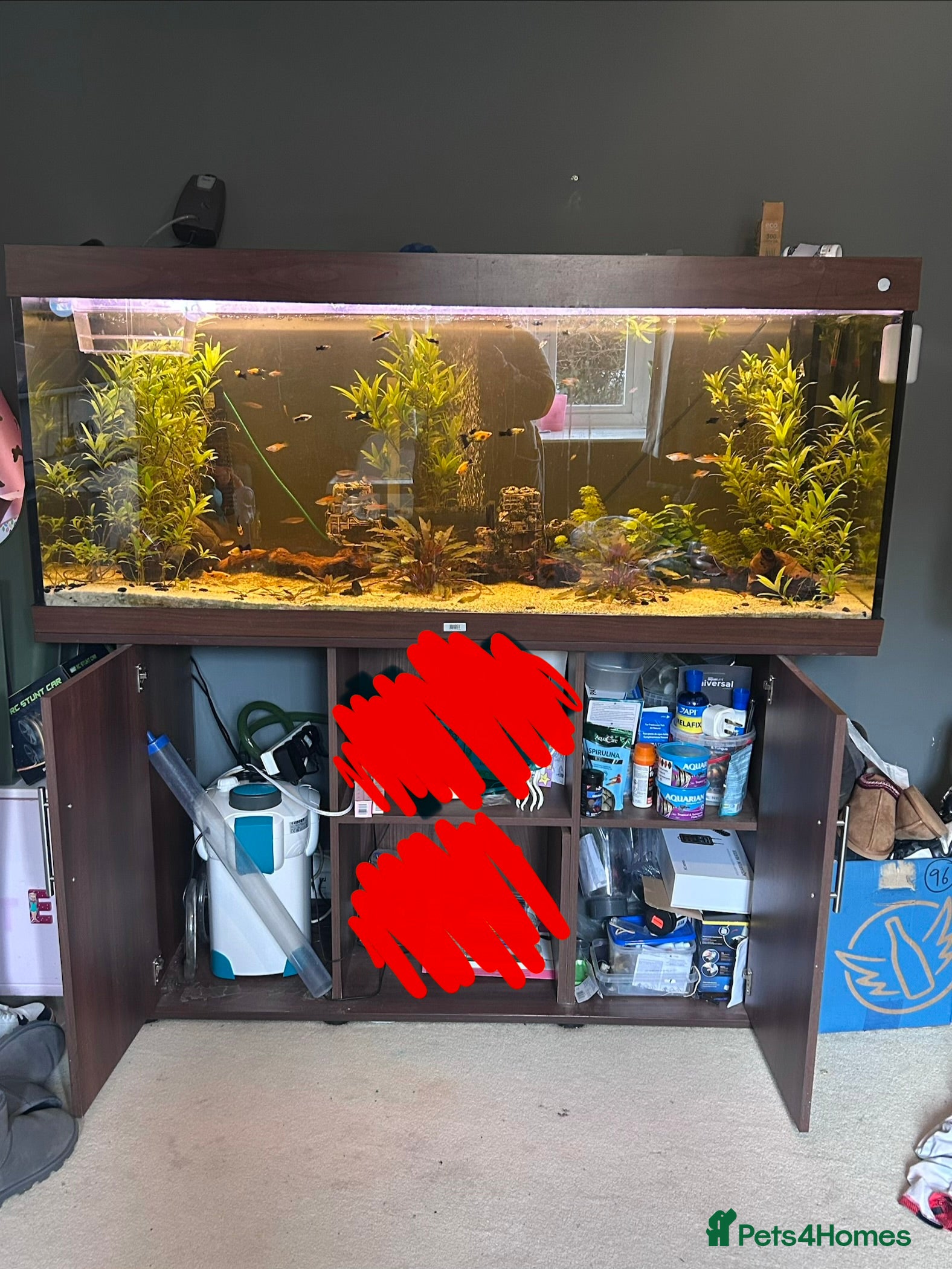 Bettas fish Tropical fish bundle  - Advert 2