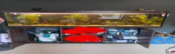 Bettas fish for sale: Tropical fish bundle  - Advert 1