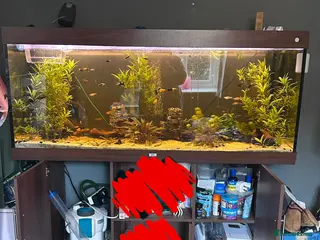 Bettas fish Tropical fish bundle - Advert 2