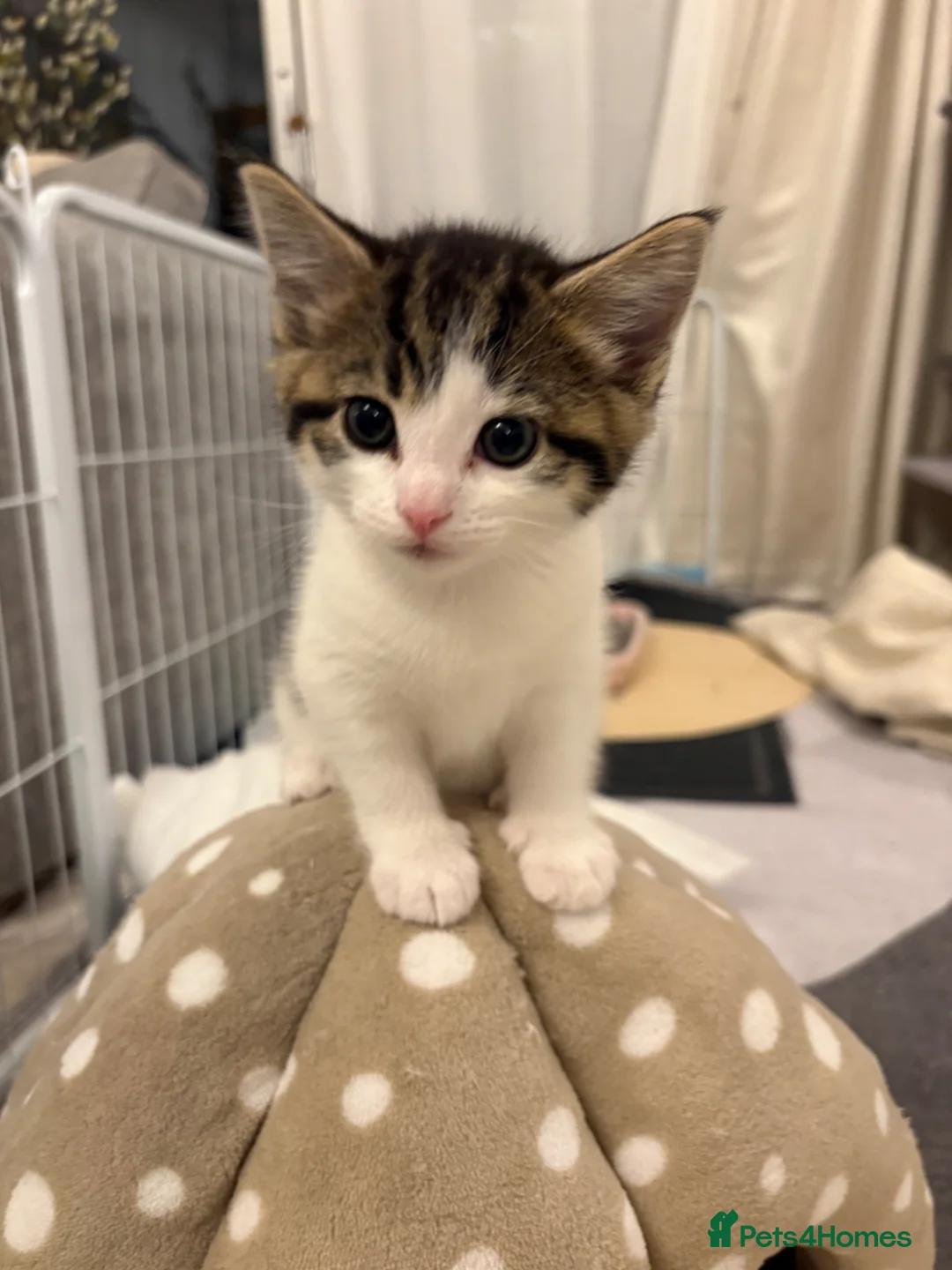 Mixed Breed cats for sale: One beautiful girl kitten available  in Bristol - Advert 5