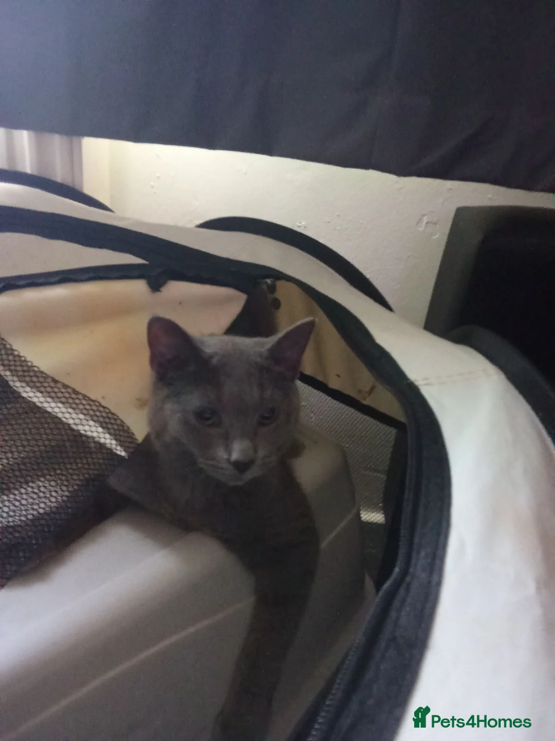 British Shorthair cats for sale: Blue British shorthair for her forever home! - Advert 2