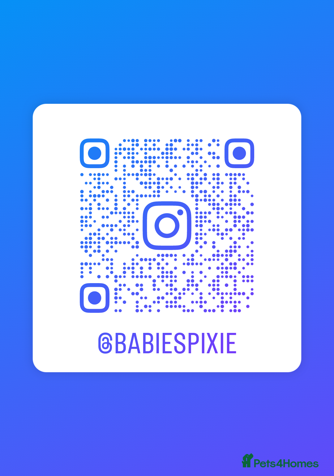 German Spitz dogs for sale: Unique Spitz puppies available in January  - Advert 8