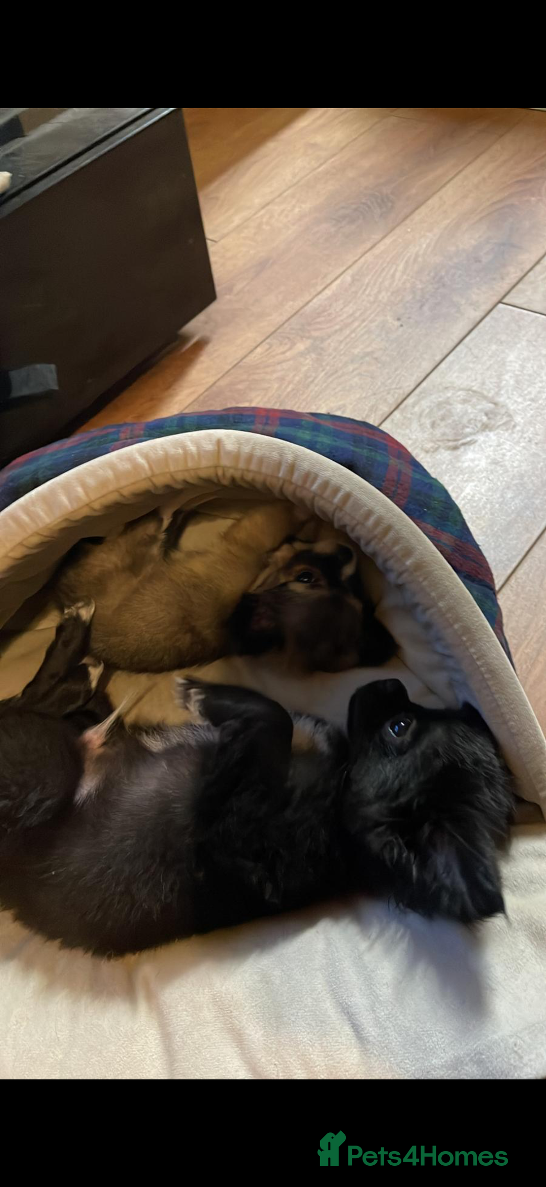 Chihuahua dogs for sale: 2 girl chihuahuas  - Image 6
