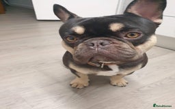 French Bulldog dogs for sale: My 5 year old Rocky - Image 2