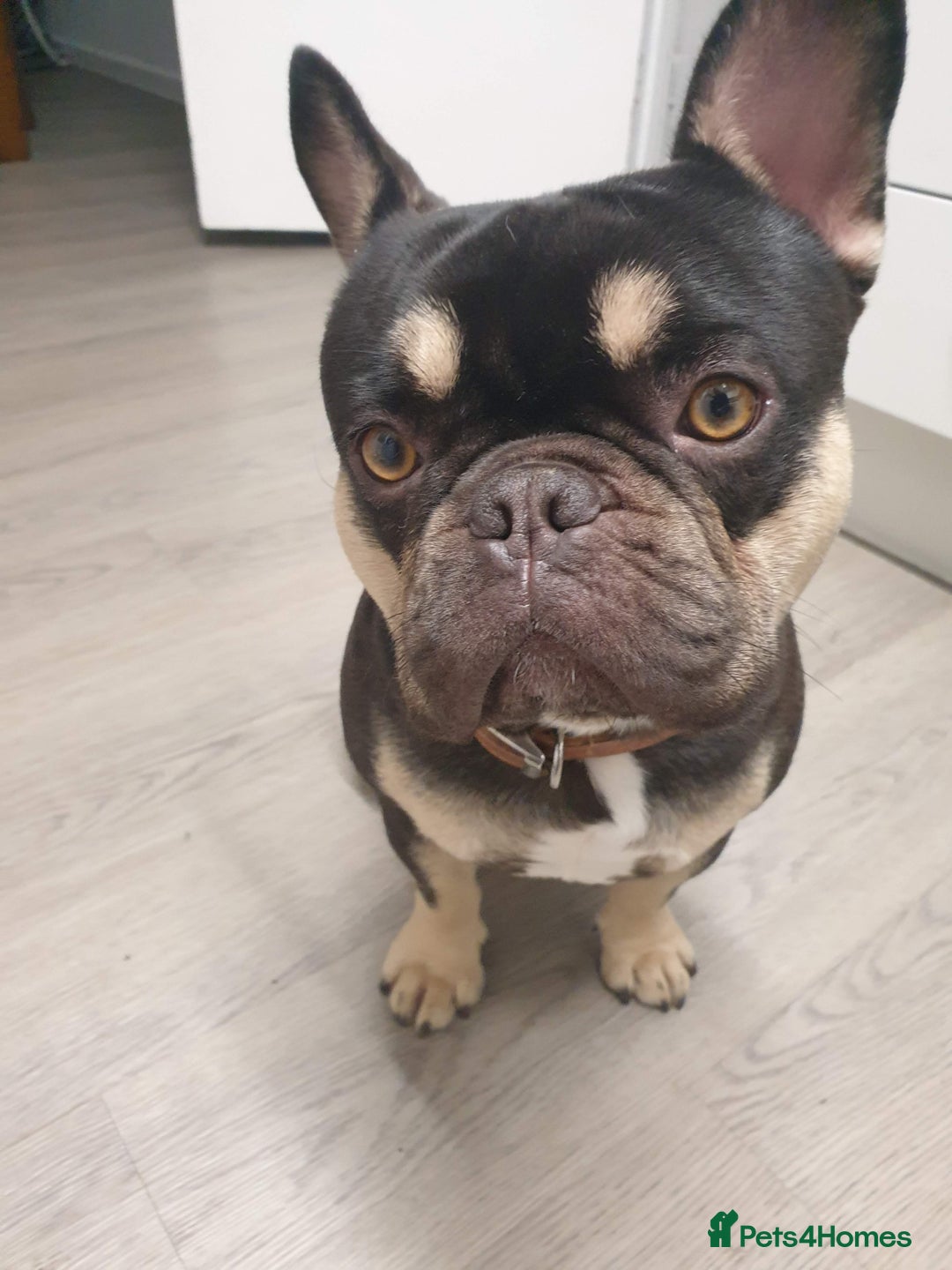 French Bulldog dogs for sale: My 5 year old Rocky - Image 2