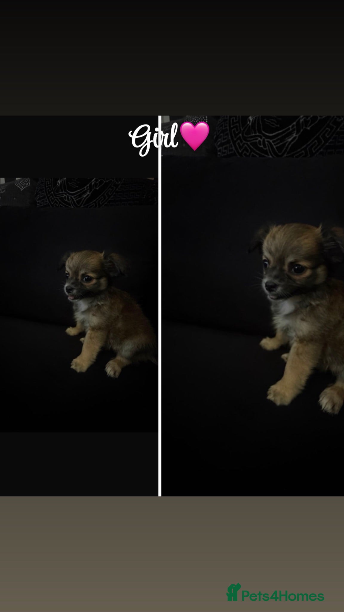 Chihuahua dogs Lovely chihuahua puppies❤️ - Advert 2