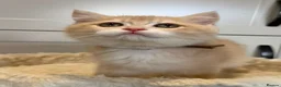British Shorthair cats for sale: Lilac golden boy TICA reg  - Advert 3