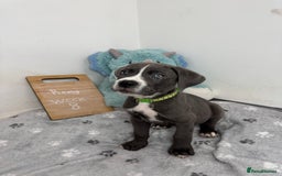 Cane Corso dogs for sale: Cane corso puppies for sale  - Image 32
