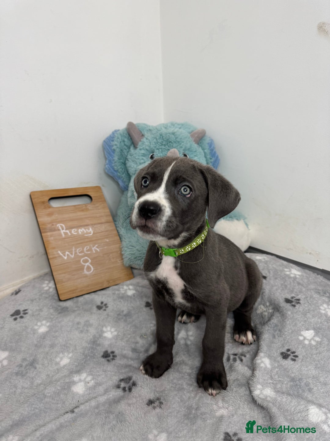 Cane Corso dogs for sale: Cane corso puppies for sale  - Image 32