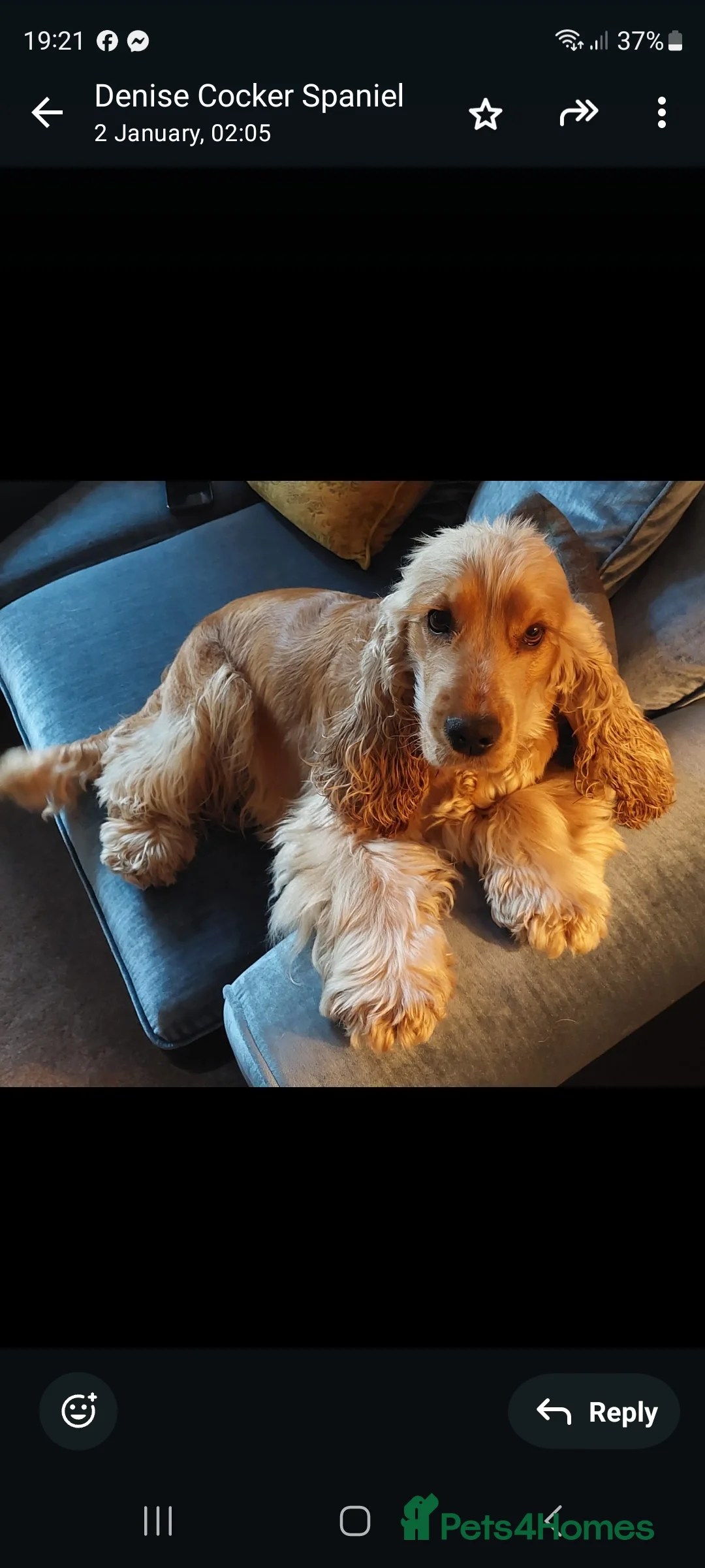 Cocker Spaniel dogs for sale: Preadvertising  golden show cockers villaspaniol in Wrexham - Advert 8