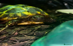 Hermann Tortoise reptiles for sale: Beautiful Hermann Tortoise – Hettie 🐢  - Image 5