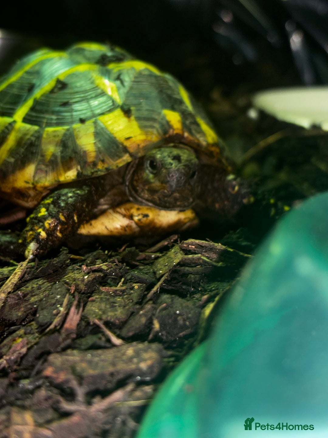 Hermann Tortoise reptiles for sale: Beautiful Hermann Tortoise – Hettie 🐢  - Image 5