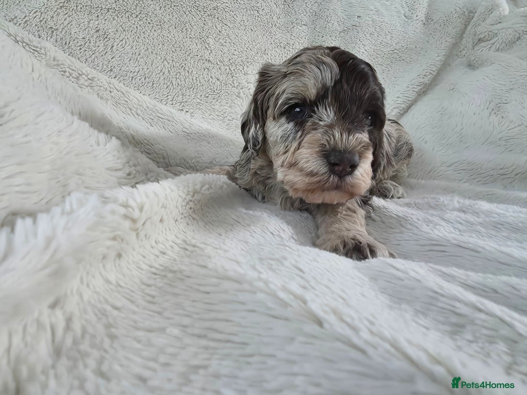 Schnoodle dogs for sale: 3 Stunning F2b Mearle Schnoodle Puppies - Image 11