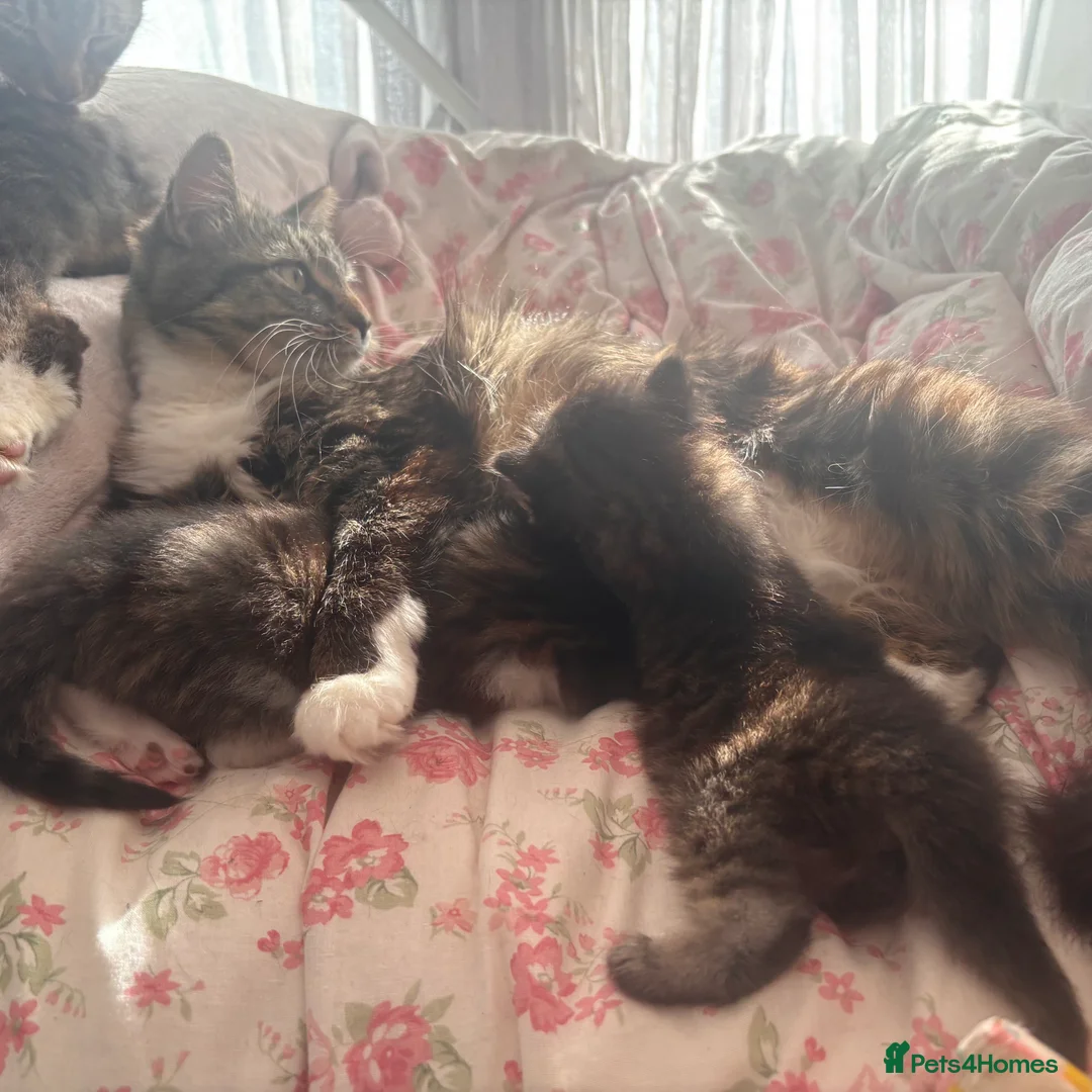 British Longhair cats for sale: Long hair tabby kittens ready to go - Advert 16