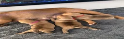 Staffordshire Bull Terrier dogs for sale: Staffordshire bull terrier  - Advert 22