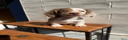 Miniature Dachshund dogs for sale:  Chocolate long hair dapples  - Advert 20