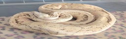 Python Snake reptiles for sale: Ball Pythons & Racks  - Advert 3