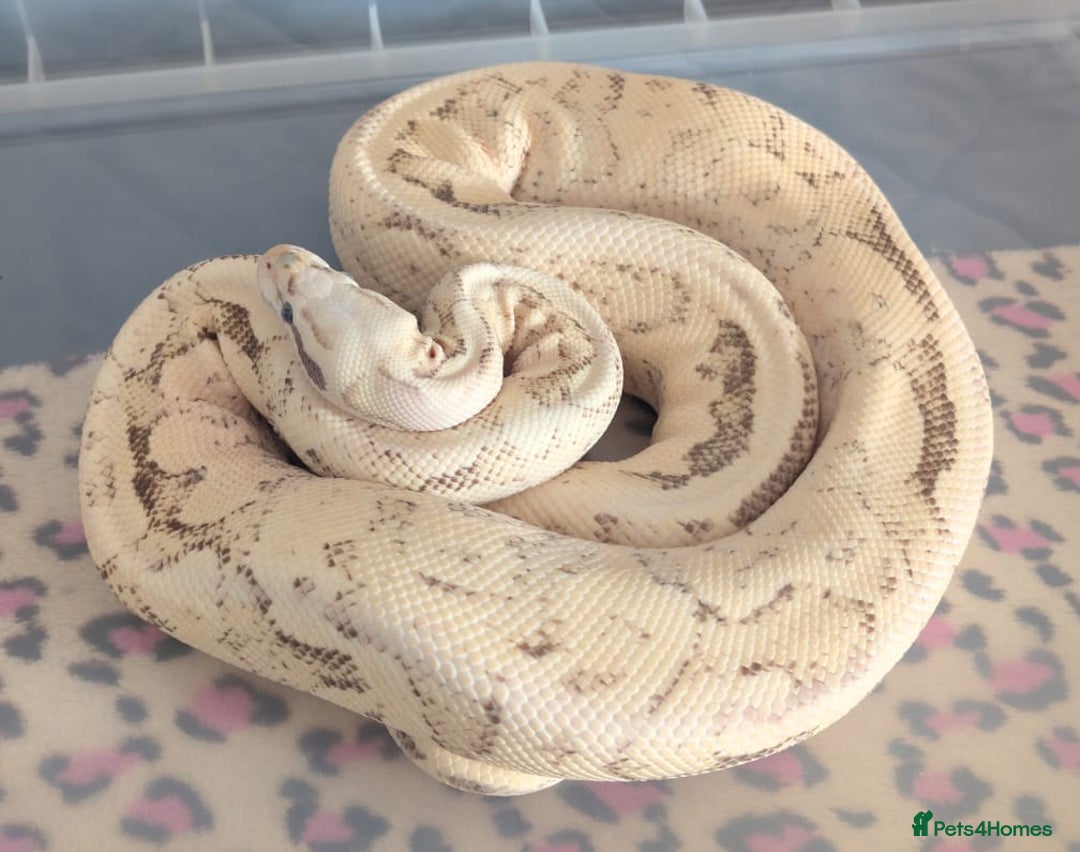 Python Snake reptiles for sale: Ball Pythons & Racks  - Image 3