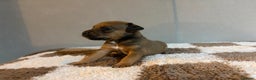 Mixed Breed dogs for sale: Lakeland x Russell pups  - Advert 5