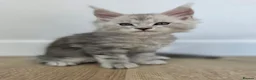 Maine Coon cats for sale: 🐾 Maine Coon Kittens Looking for Loving Homes 🐾 - Advert 19