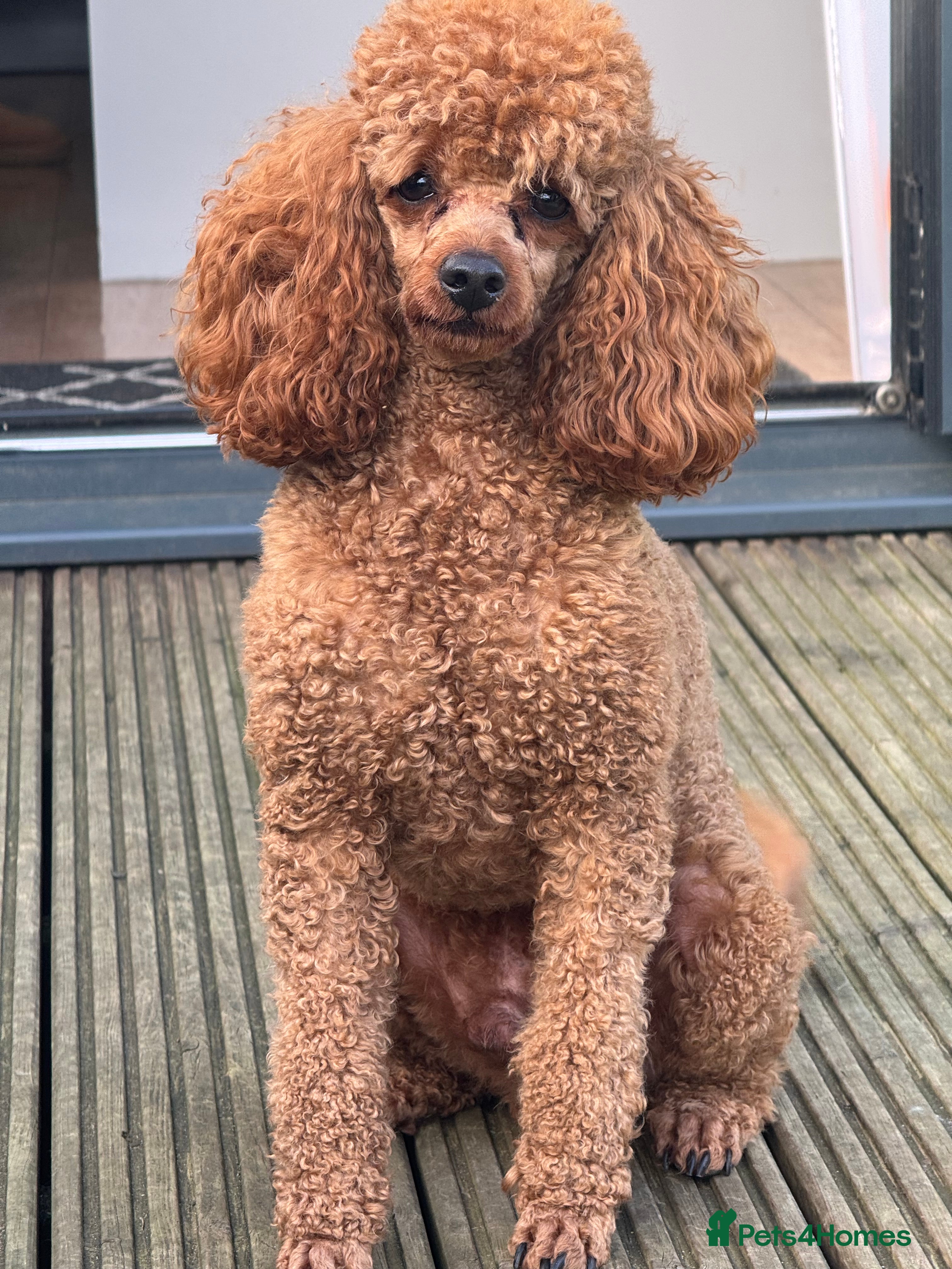 Toy Poodle dogs Teddy Fox red Proven Toy Poodle for STUD in Bexleyheath - Advert 8