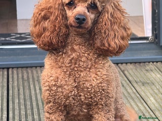 Toy Poodle dogs in Bexleyheath - Advert 11