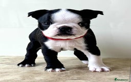 Boston Terrier dogs for sale: Boston Terrier pups for sale Scotland - Image 7