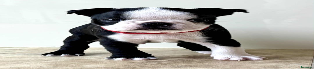 Boston Terrier Puppy 2