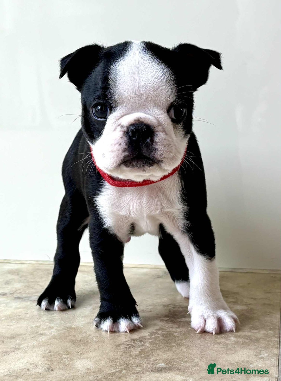 Boston Terrier dogs for sale: Boston Terrier pups for sale Scotland - Image 7