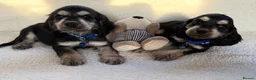Cocker Spaniel dogs for sale: Show type cocker spaniels in Ipswich - Advert 5
