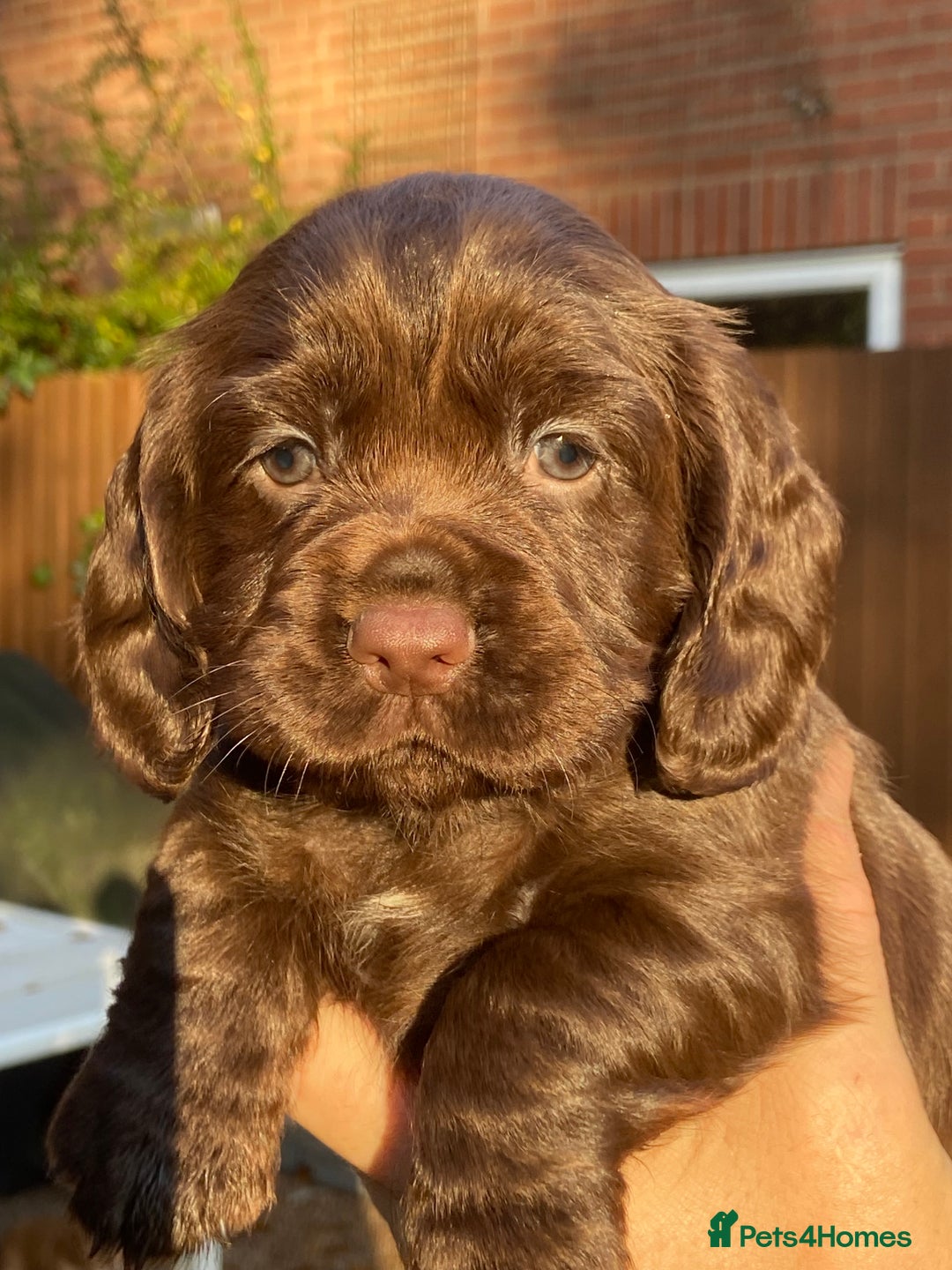Cocker Spaniel dogs for sale: KC Registered Working Cocker Spaniels - Advert 13