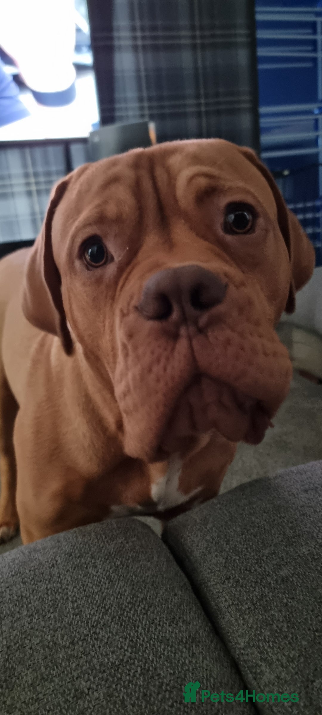 Dogue De Bordeaux dogs for sale: Dogue de bordeaux - Image 3