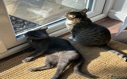 British Shorthair cats for sale: British  shorthair  - Image 6