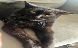 Domestic Shorthair cats for sale: Lovely wee boy Binx - Image 2