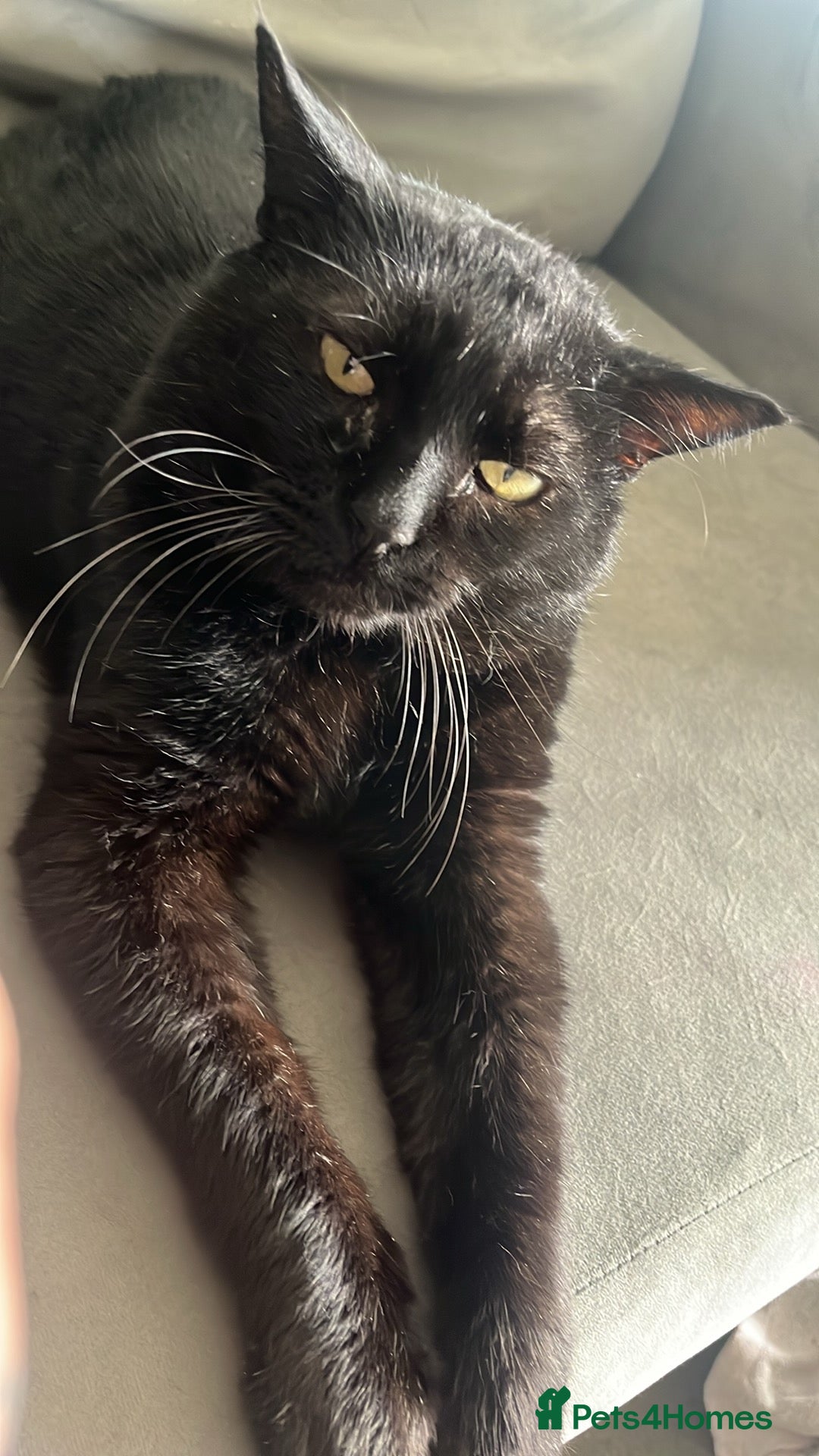 Domestic Shorthair cats for sale: Lovely wee boy Binx - Image 2
