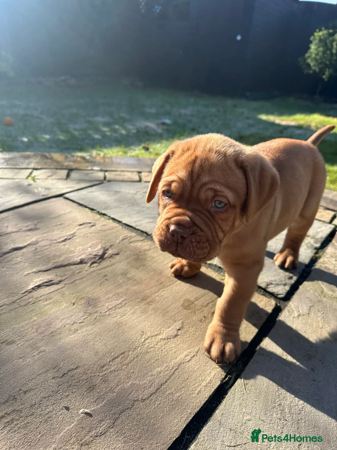 Dogue De Bordeaux dogs for sale: CHAMPION BLOODLINE chunky Dogue de Bordeaux Pup - Advert 20