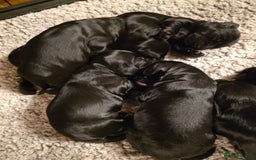 Cockalier dogs for sale: Gorgeous chunky Cockalier pupuchinos - Image 26