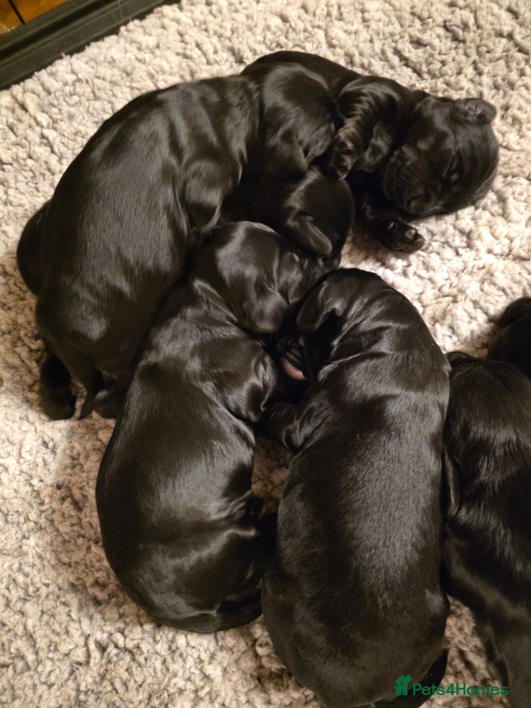 Cockalier dogs for sale: Gorgeous chunky Cockalier pupuchinos - Image 26