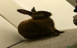Lionhead rabbits for sale: Baby rabbits set of 5 - Image 4