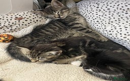 British Shorthair cats for sale: Beautiful kittens  - Image 5