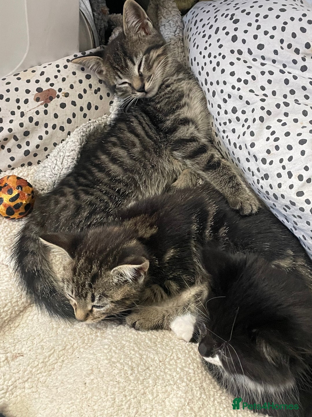 British Shorthair cats for sale: Beautiful kittens  - Image 5