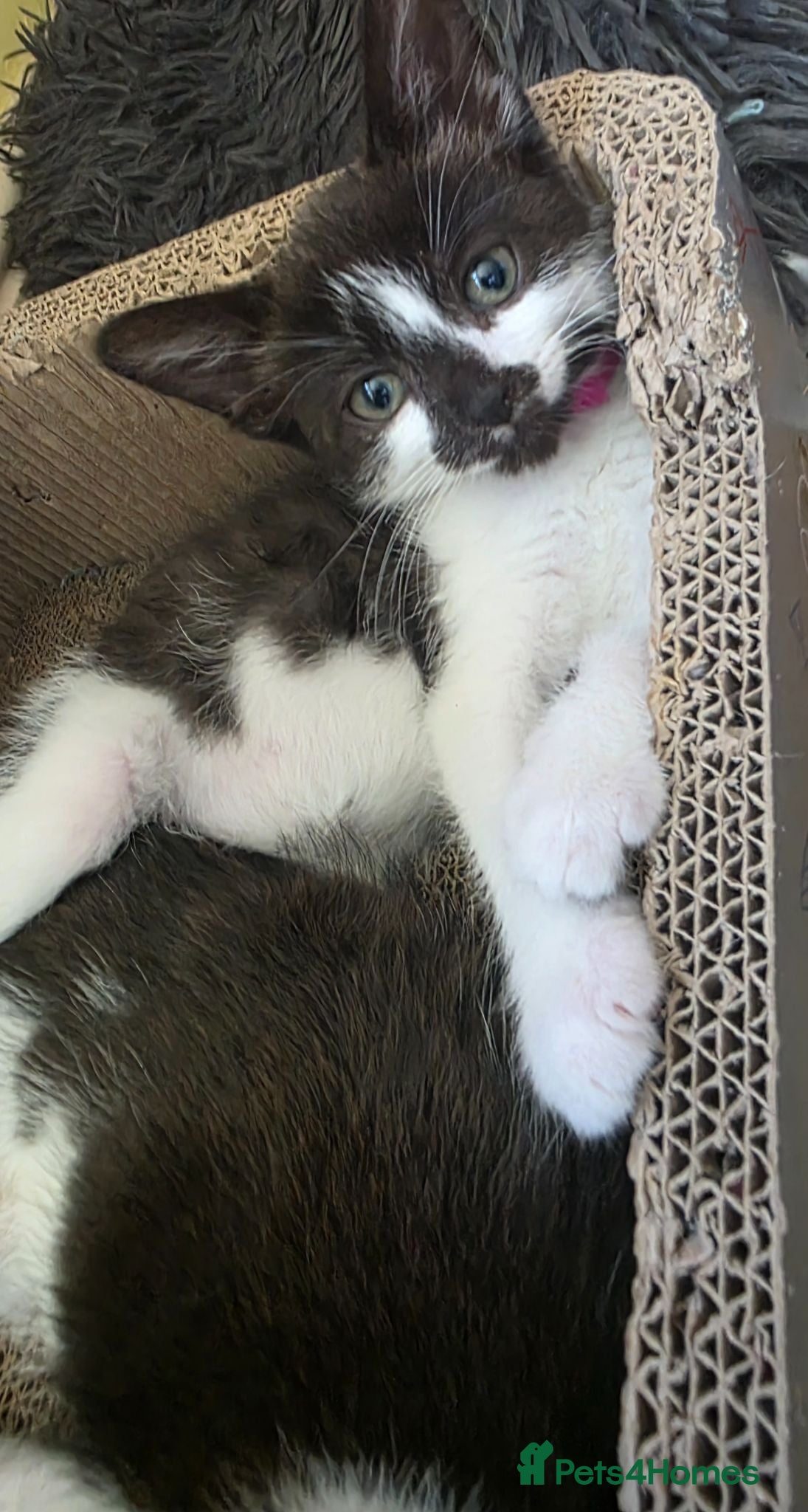 Mixed Breed cats Kittens - Advert 2