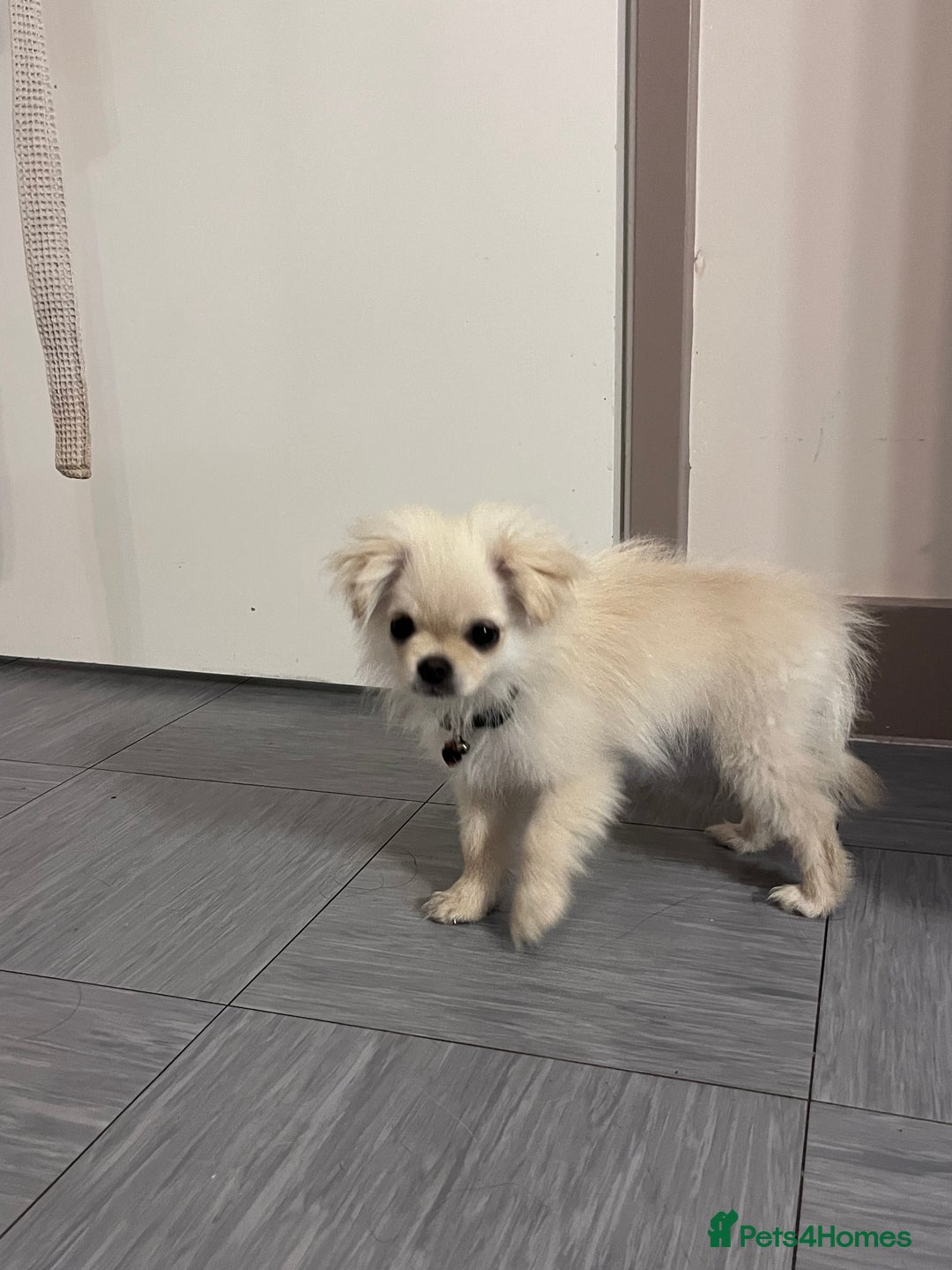 Mixed Breed dogs for sale: GIRL PUPPY LEFT FOR SALE🤍 - Image 4